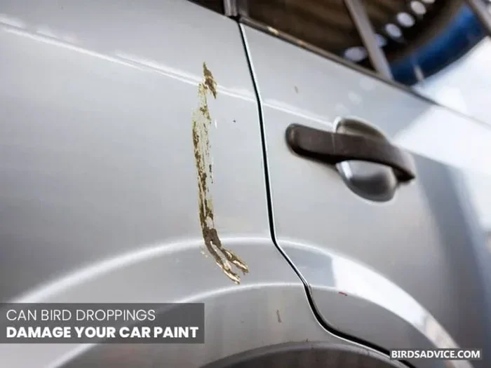Can Bird Poop Ruin Car Paint and How to Protect It