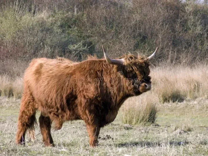Can a Highlander Last 300 Years and Stay Extremely Strong